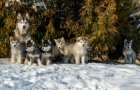 Alja�sk� malamut s PP FCI