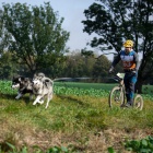 Alja�sk� malamut s PP FCI