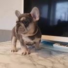 Zdrav� �t��ata Francouzsk�ho Buldo�ka zdarma k adopci