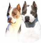 Americk� staford��rsk� teri�r �t��ata