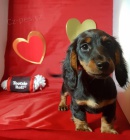 �t��ata jezev��ka k adopci.