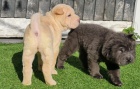 Kr�sn� �t��ata shar-pei jsou k dispozici a p�ipravena k prodeji.