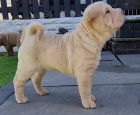Kr�sn� �t��ata shar-pei jsou k dispozici a p�ipravena k prodeji.