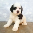 �t��ata portugalsk�ho vodn�ho psa k adopci.