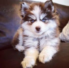 Prod�m kr�sn� psy Pomsky