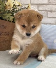 Prod�m rozko�n� miminka �t��ata shiba inu