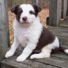 Prod�m �t��ata Border kolie