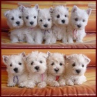 Prod�m mini mini �t��ata West Highland White Terriers