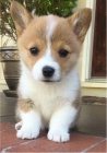 Prod�m �t��ata Pembroke Welsh Corgi.
