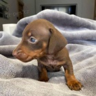 Prod�m �t��ata zakrsl�ho pejska a fenky JEzev��ka hladkosrst�ho.