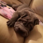 Kr�sn� a rozko�n� �t���tka ��NSK�CH �ar-pei na prodej.