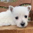 Prod�m mini mini �t��ata West Highland White Terriers