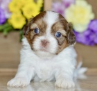 Prod�m hygienicky a soci�ln� vy�kolen� �t��ata SHIH TZU