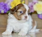 Prod�m hygienicky a soci�ln� vy�kolen� �t��ata SHIH TZU
