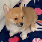 Prod�m �t��ata Pembroke Welsh Corgi.