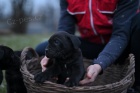 Cane Corso �t��ata