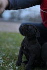 Cane Corso �t��ata