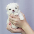 Prod�m o�kovan� a od�erven� �t��ata sn�hob�l�ch Malt�z�k�.