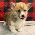 Prod�m zdrav�, o�kovan� a od�erven� �t��ata fenky a pejska mini Pembroke Welsh Corgi.