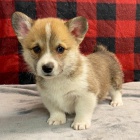 Prod�m zdrav�, o�kovan� a od�erven� �t��ata fenky a pejska mini Pembroke Welsh Corgi.
