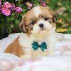 Prod�m zdrav� a o�kovan� �t��ata SHIH TZU mini