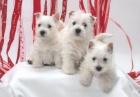Prod�m �t��ata West Highland White Terriers