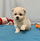 Prod�m kr�sn� �t���tka Bi�onka MINI.