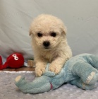 Prod�m kr�sn� �t���tka Bi�onka MINI.