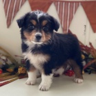 Prod�m o�kovan� a od�erven� �t��ata fenky a pejska Australsk�ho ov��ka