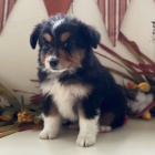 Prod�m o�kovan� a od�erven� �t��ata fenky a pejska Australsk�ho ov��ka