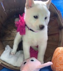 Prod�m o�kovan� a od�erven� �t��ata SHIBA INU B�L� fenka a pes