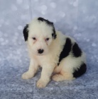 Prod�m kr�sn� a rozko�n� �t��ata portugalsk�ho vodn�ho psa.