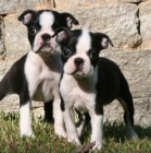 Prod�m hygienicky a soci�ln� vy�kolen� �t��ata bostonsk�ho teri�ra