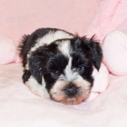 Zdrav� a kr�sn� �t��ata mal�ho kn�ra�e a feny na prodej.