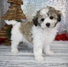 MALTIPOO o�kovan� a od�erven� �t��ata k adopci. 