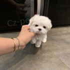 Zdrav� a kr�sn� mini hra�ka �t��ata pejska a fenky Pudla na prodej.