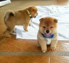 Prod�m zdrav� a hygienicky vycvi�en� mini �t��ata SHIBA INU.