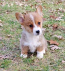 Pembroke Welsh Corgi mini o�kovan� �t��ata k adopci.