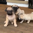 Kr�sn� b�ov� �t��ata mops� k dispozici a p�ipravena k prodeji. Pouze pro v�n� osoby.