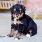 �t��ata Bernedoodle na prodej