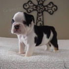 Prod�m kr�sn� �t��ata anglick�ho buldo�ka