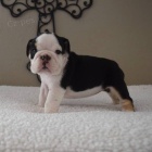 Prod�m kr�sn� �t��ata anglick�ho buldo�ka