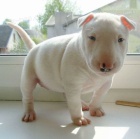 Prod�m kr�sn� �t��ata anglick�ho bulteri�ra.