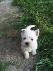 Prod�m mini �t��ata West Highland White Terriers