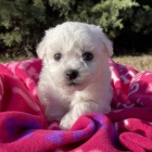 Prod�m �t��ata bi�onka.