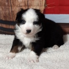 Prod�m roztomil� �t��ata australsk�ho ov��ka