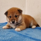 Prod�m �t��ata shiba inu