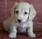 Prod�m zdrav� a kr�sn� �t��ata zlat�ho dlouhosrst�ho jezev��ka pejska a feny.