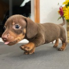 �t��ata jezev��ka k adopci. �t���tka jsou 