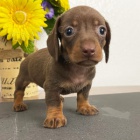 �t��ata jezev��ka k adopci. �t���tka jsou 